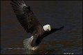 _1SB8703 bald eagle catching fish